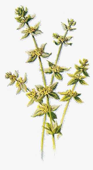Free Digital Flower Clip Art - Vascular Plant