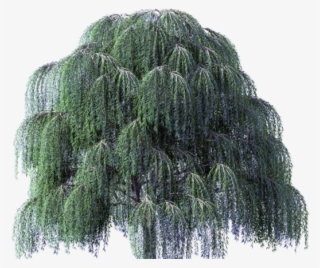 Willow Tree Clipart - Weeping Willow Tree Transparent Background