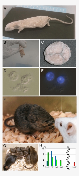 Mouse Frozen For 16 Years And Its Clone - Kissing Mice