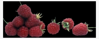 Raspberry Png - Wine Raspberry