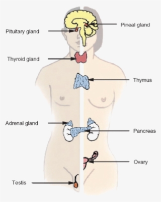 Endocrine System - Endocrine System Main Organs