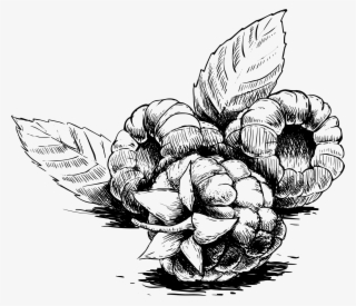 Freezer - Raspberries - Raspberry Sketch Png