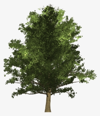 Ginkgo Tree - Oak