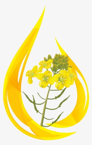 Oil Clipart Mustard Oil - Mustard Oil Drop