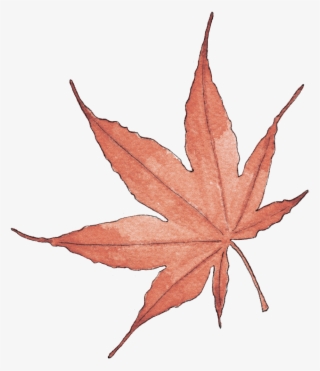 Illustration By Helen Krayenhoff - Maple Leaf