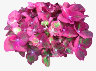 Grower Of The Week Vollering Hydrangea - Transparent Png Hydrenda