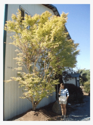 Large Specimens - Pond Pine