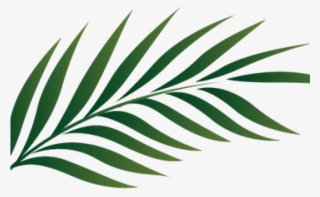 Tropics Clipart Palm Frond - Palm Leaves Png