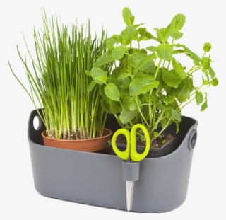 Home > Collection > Brussels Herbs Station - Flowerpot