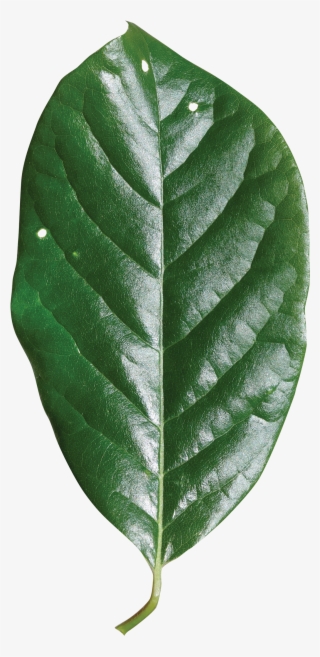 Single Green Leaf Png - White Walnut