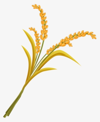Wheat Png, Download Png Image With Transparent Background, - Rice Plant Png
