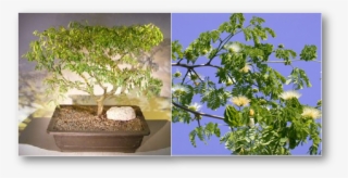 The Flowering Brazilian Raintree Bonsai Tree Has Delicate - Sageretia Theezans