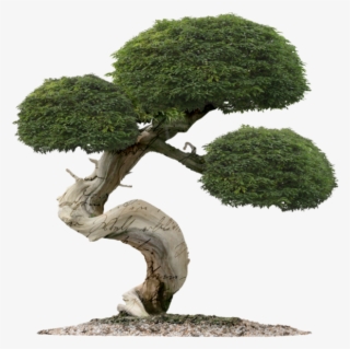 Bonsai Trees - Juniper Tree Bonsai