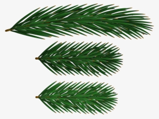 Free Png Pine Branches Png Png Images Transparent - Oregon Pine