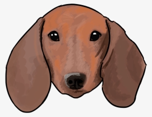 6 Why Are You A Dachshund - Drawing