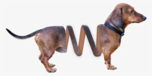 Dachshund Dog Animal, Animals - Red Bone Coon Hound