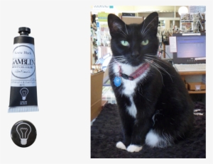 &nbsp - &nbsp - &nbsp - Cat