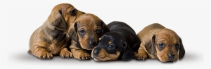 Dachshund Puppies - Dachshund Puppies Transparent