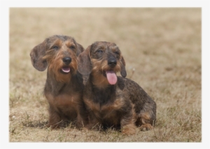 Portrait Of Two Dogs Breed Wire-haired Dachshund Poster - Dachshund