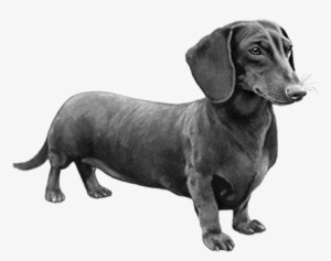 Shorthaired Dachshund - B&w - Dachshund Dog Counted Cross Stitch Pattern