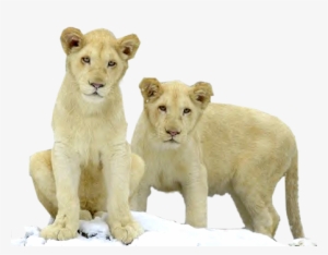 cubs - lion with cub png