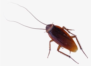 Roach Png - Single Cockroach
