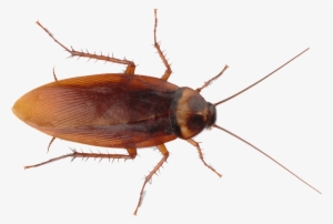 Roach Png - Cockroach Color