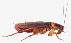 Cockroach Free Download Png - Cockroach Png Transparent Background