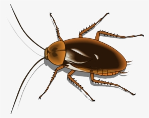 Cockroach Png Image - Cartoon Image Of Cockroach