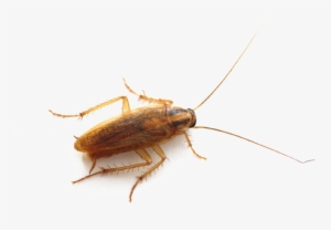 Roach Png - Cockroach Bug