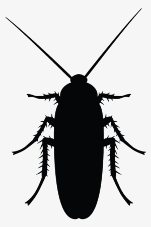 cockroaches in minnesota homes and offices - cockroach black and white png