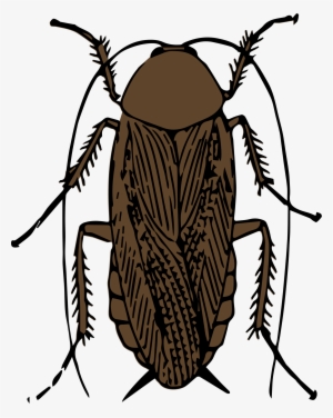 This Free Icons Png Design Of Cockroach Color
