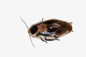 Cockroach Insect Imago Blaberus Pet Animal - Tamaño De La Mosca Domestica