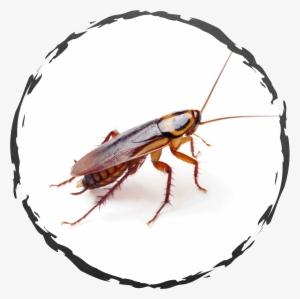 If You Encounter Cockroaches In A Home Or Food Handling - American Cockroach Free