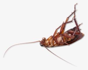 Cockroach Transparent Dead - Cockroach