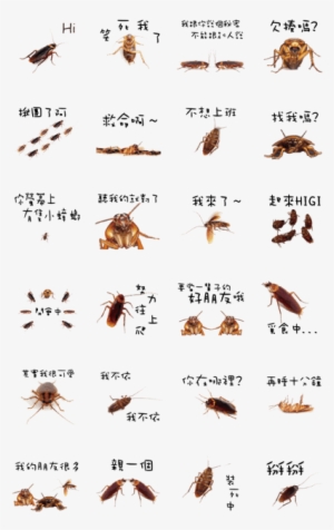 Cockroach Is Cute - Cockroach