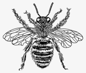 Cockroach Drawing Insect Wing Pest Free Commercial - Bee With Crown Tattoo