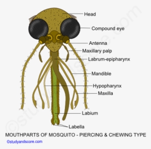 Butterfly Mouthparts, Cockroach Mouthparts, Housefly - Mouth Parts Of Mosquito