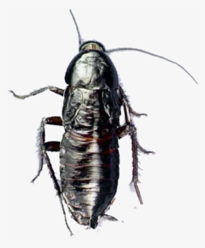 Oriental Cockroach - Cockroach