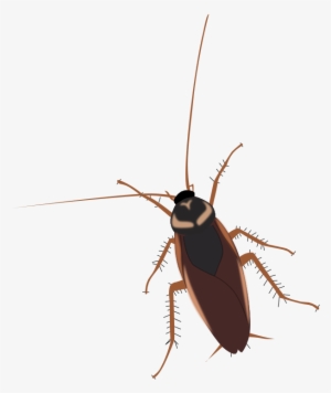 Cockroach - Twiki