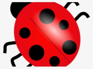 Ladybug Clipart High Resolution - Bug Clipart Png