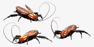 Cockroach Milk May Have More Nutrients Than Regular - Cockroach