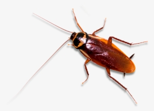 Cockroach - British Cockroach