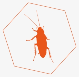 Cockroach