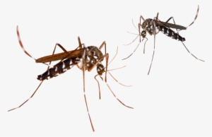 mosquito png transparent image - malaria mosquito png