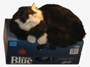 Cat Guarding The Beer Fridge Alpha - Box Wine
