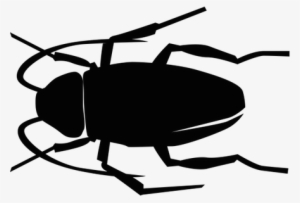 Cockroach - Leaf Beetle
