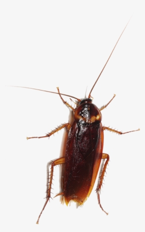 Entokim Target Pests Cockroaches Species Dictyoptera