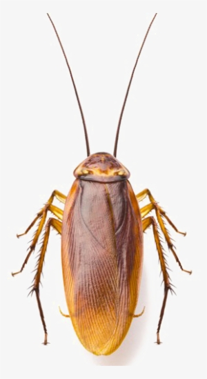 Roach Png Image - Points Of Origin - Trade Paperback