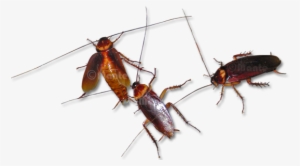 Adult Cockroaches Have Flat Body Form To Top To Bottom - Walking Cockroachs Transparent Gif
